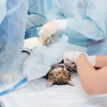 Comment aider votre chat à manger après une opération ?