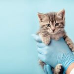 Vermifuger son chaton : Quand et comment le faire pour protéger sa santé ?
