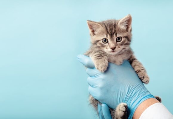 Vermifuger son chaton : Quand et comment le faire pour protéger sa santé ?