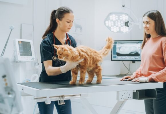 Quand et pourquoi emmener son chat chez le vétérinaire : signes, fréquence et conseils