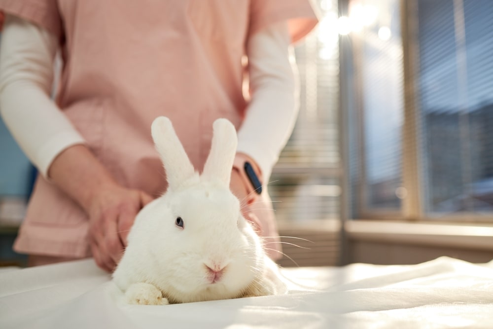 Comment assurer la santé et le bien-être de son lapin au quotidien ?